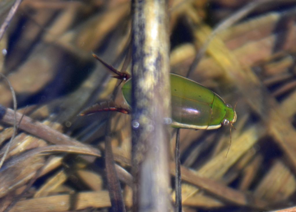 Cybister lateralimarginalis lateralimarginalis, Dytiscidae